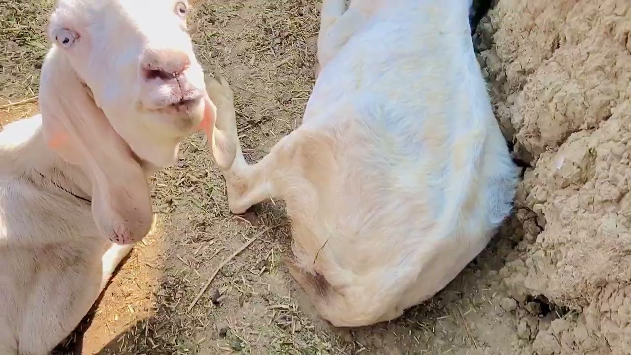 Pakistan goat’s and village life/goat farming’s 😍😍😍😍🥰
