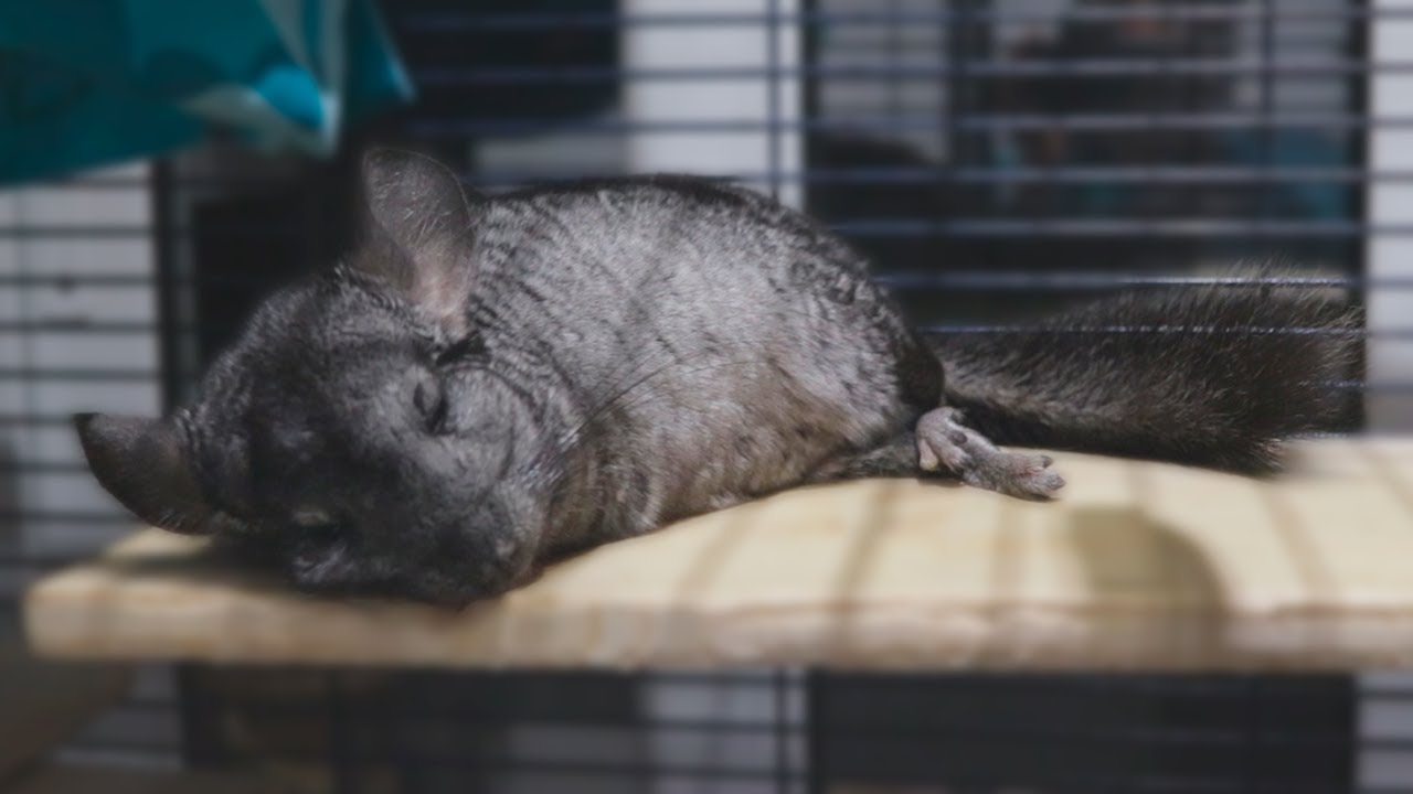 Mi CHINCHILLA está EMBARAZADA