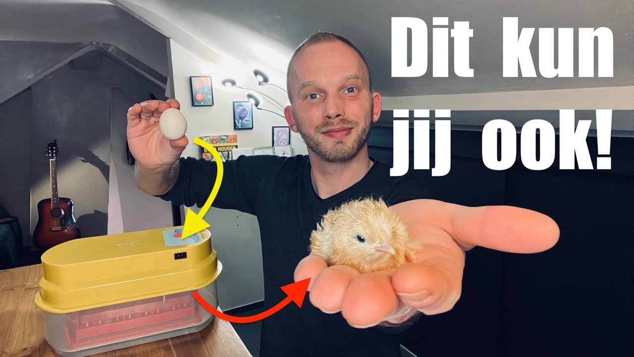 Kuikens Uitbroeden met een Broedmachine 🐣 &ndash; Ultieme (Uitgebreide) Gids! | De Moesketier