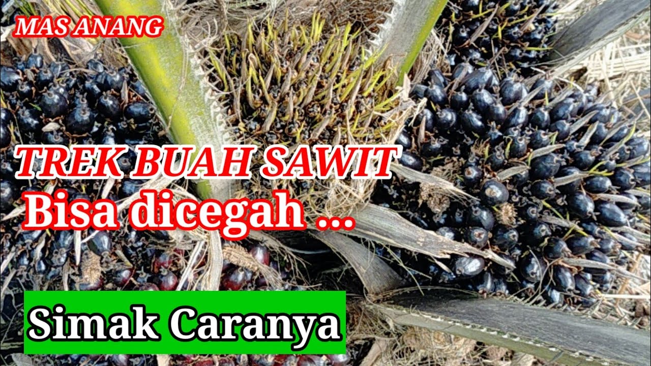Cara Mencegah TREK Buah Kelapa Sawit