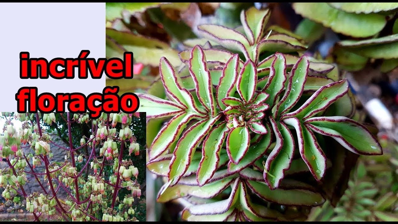 FLORES DA MINHA SUCULENTA,  KALANCHOE PROLIFERA