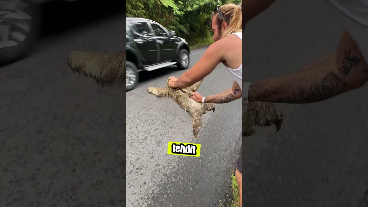 Masum g&ouml;r&uuml;nen tehlike: tembel hayvan 🦥😱💀