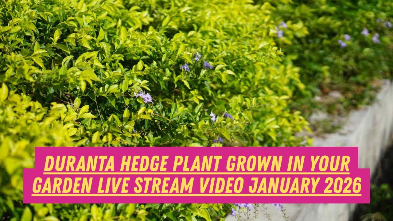 Duranta Hedge Plant Grown in Your Garden Live Stream Video January 2026 
