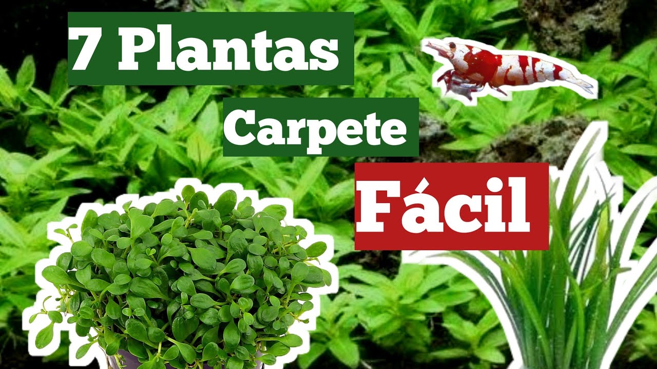 MELHORES PLANTAS CARPETE ( MUITO Fácil )