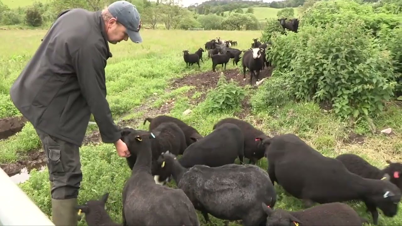 SINGING SHEEP - BAA BAA BLACK SHEEP