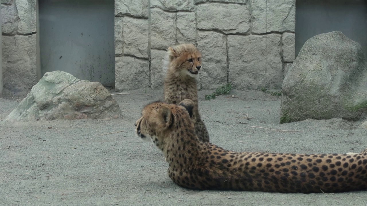 チーターの赤ちゃん向かいにいるサーバルが怖くて内股でへっぴり腰になっちゃいました