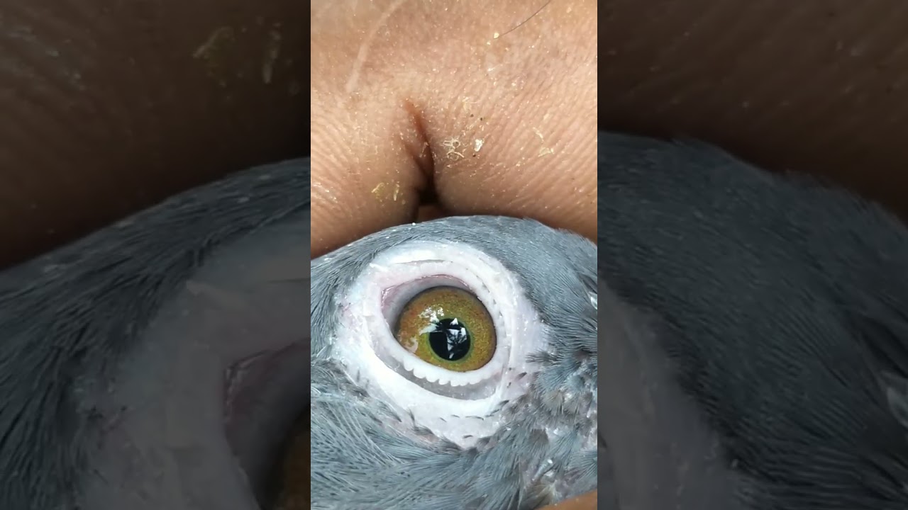 green eye sathaa karusirubai pura show 65loft