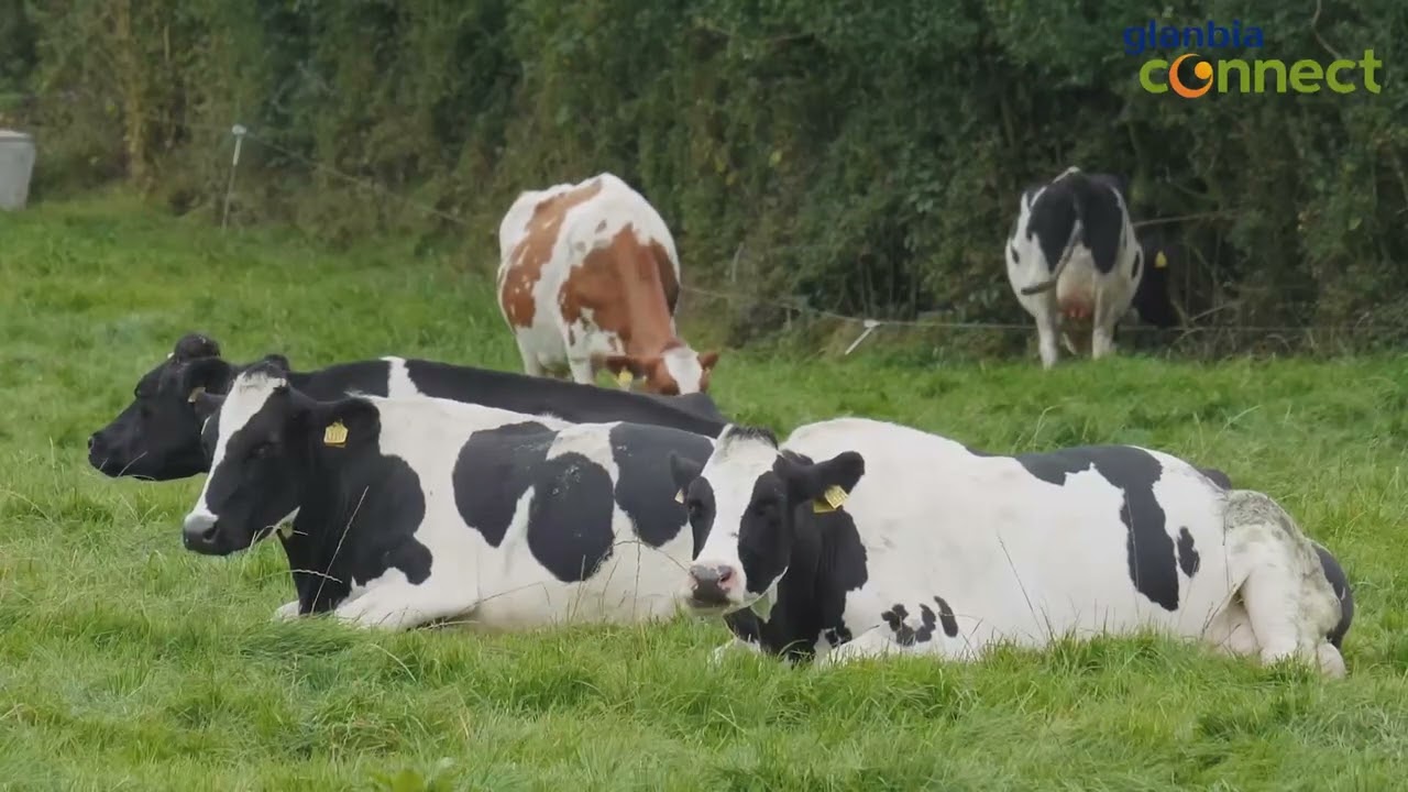 Increased trend in milk prices and margin so far this year
