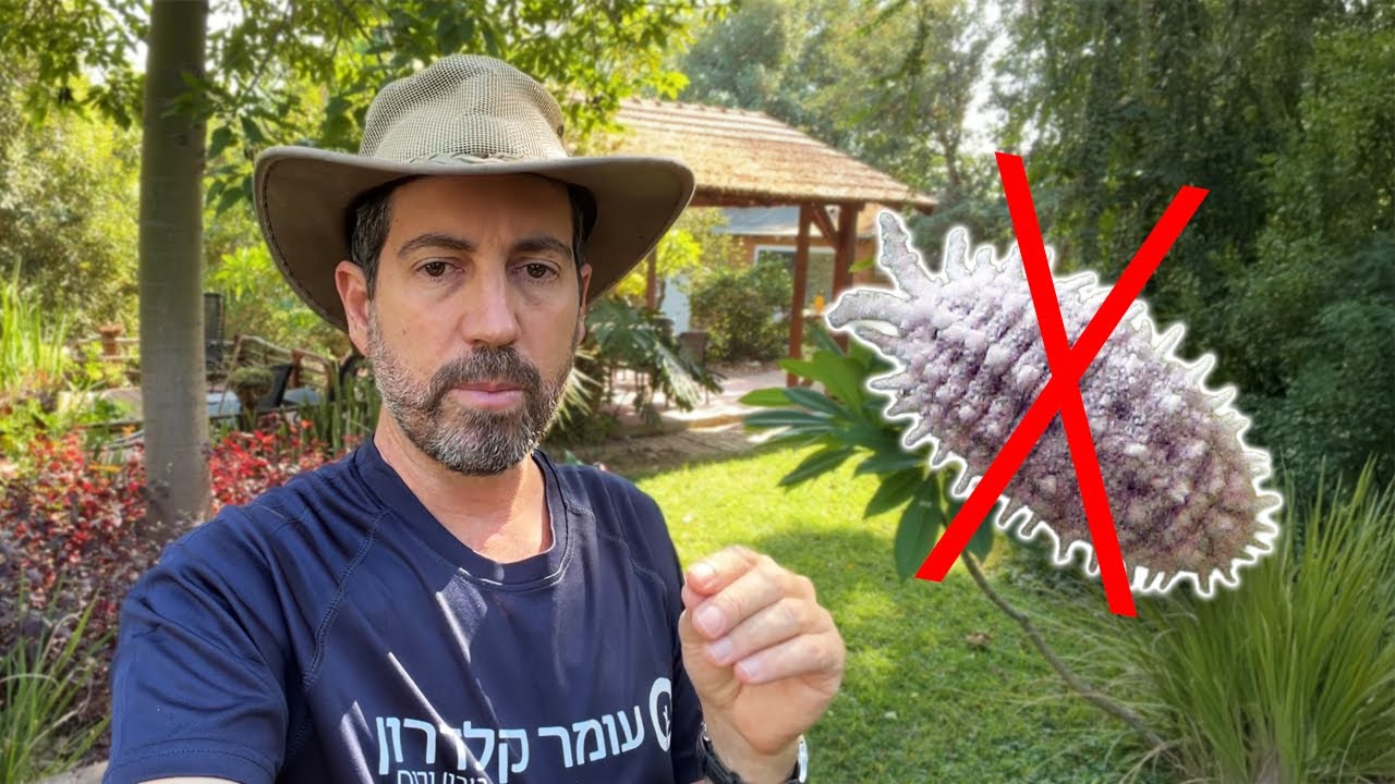 איך אני מתמודד עם כנימות בגינה? 🌱🪲