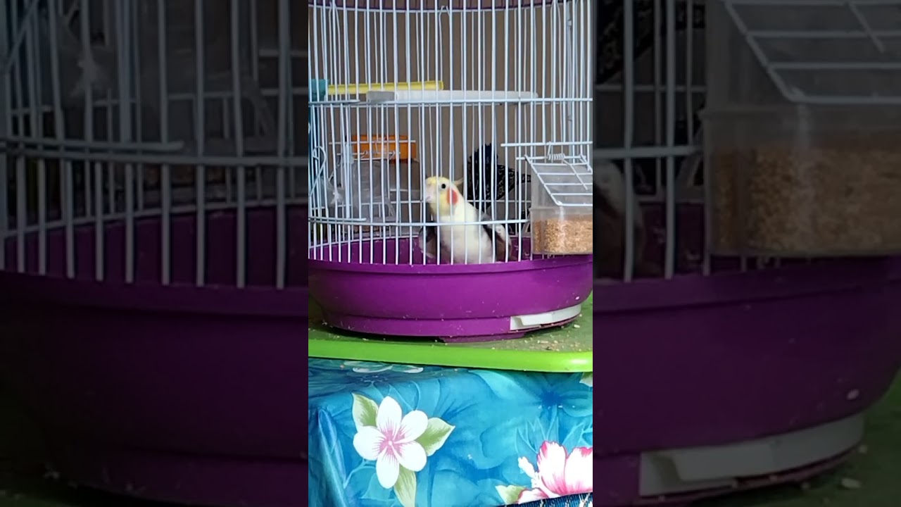 Whiteface Lutino cockatiel عبد المولى