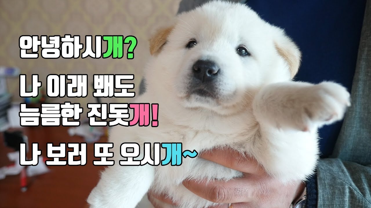 물고 씹고 즐길 나이, 생후 한달 백구 평창이 [진돗개패밀리]