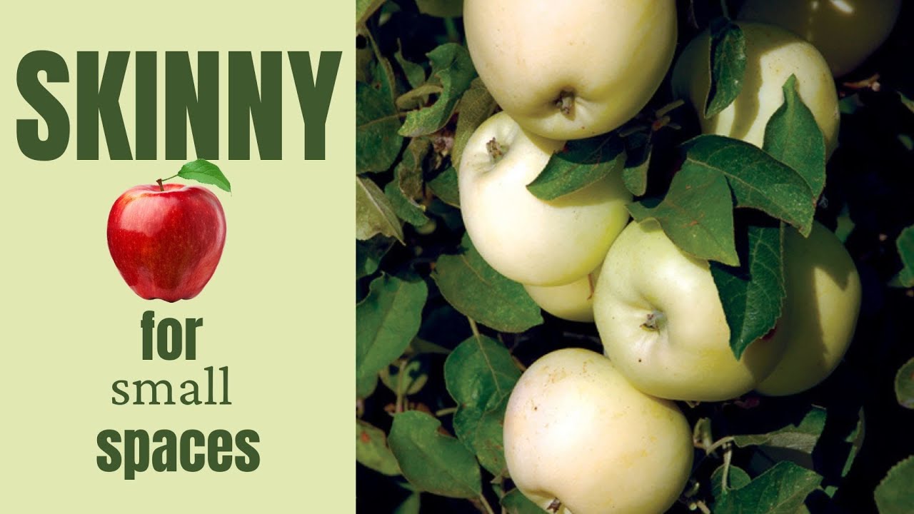 Skinny apple trees for small spaces (and pots!) 🍎