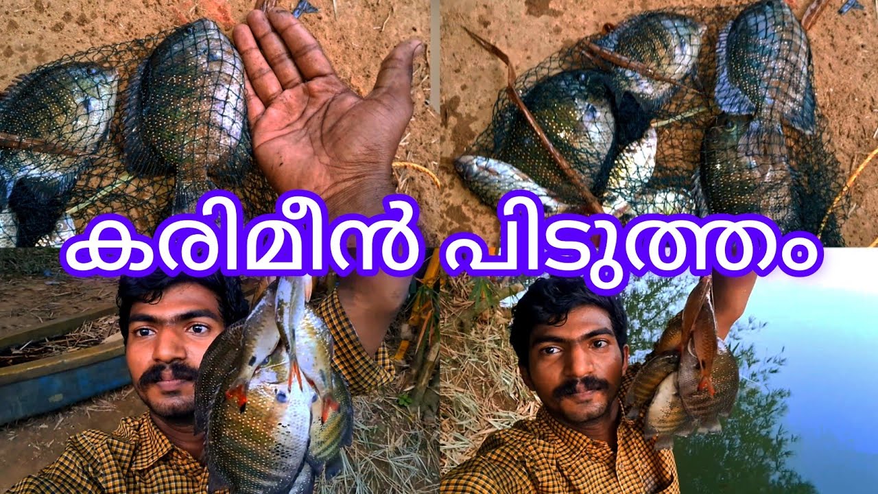 കരിമീൻ പിടുത്തം #sots  #fishingkerala #fishing2023 #nadanfishing #fishingvideo @fishingfreaks