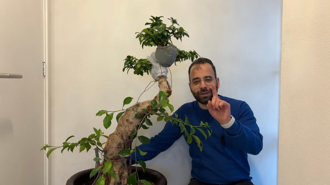 Make over - Ficus Ginseng 'The Tree'
