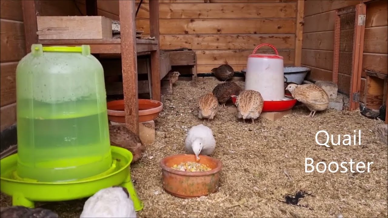 Make your own quail booster!