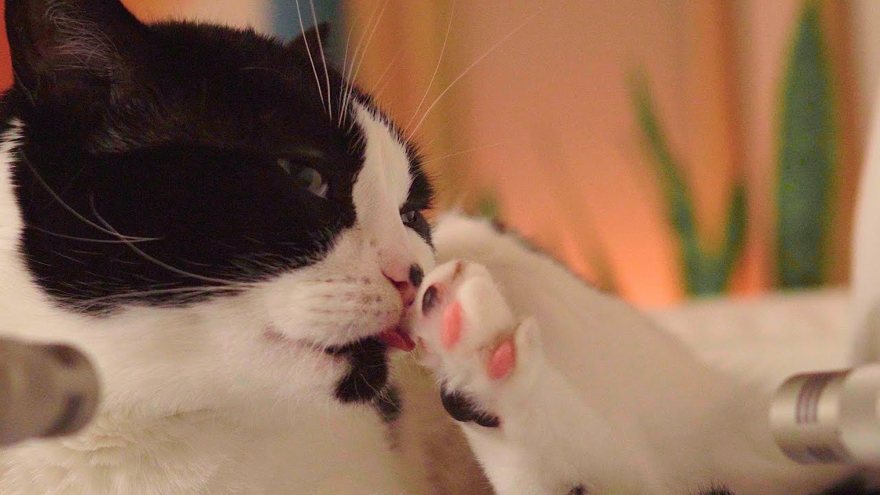 🎧 ASMR Cat Grooming 👅 #75