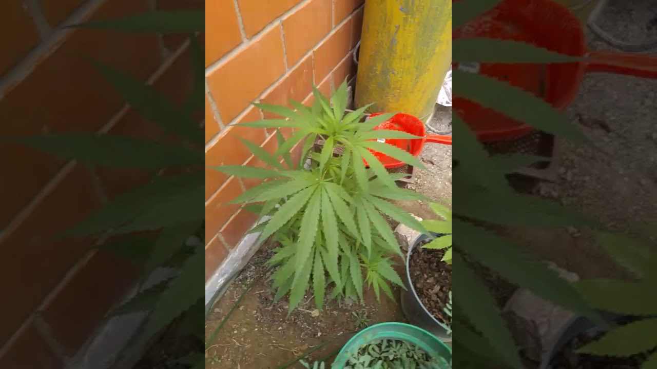 marihuana macho vs marihuana hembra