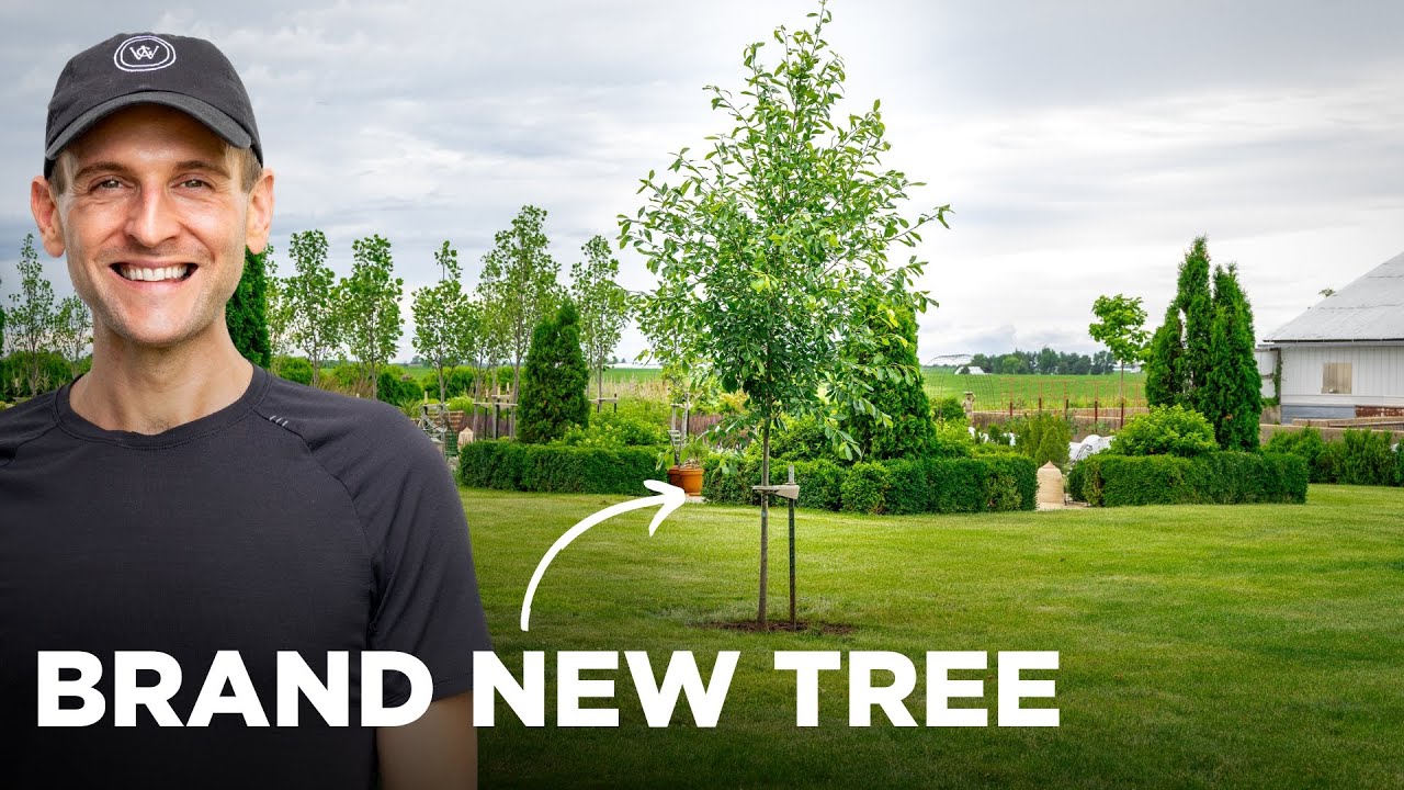 Planting Black Gum Tree + New Plants by 18 New Trees