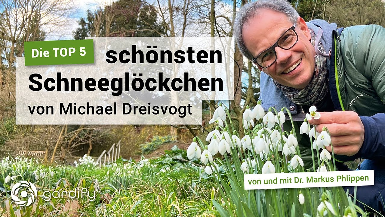 Die Top 5 – Die schönsten Schneeglöckchen von Michael Dreisvogt