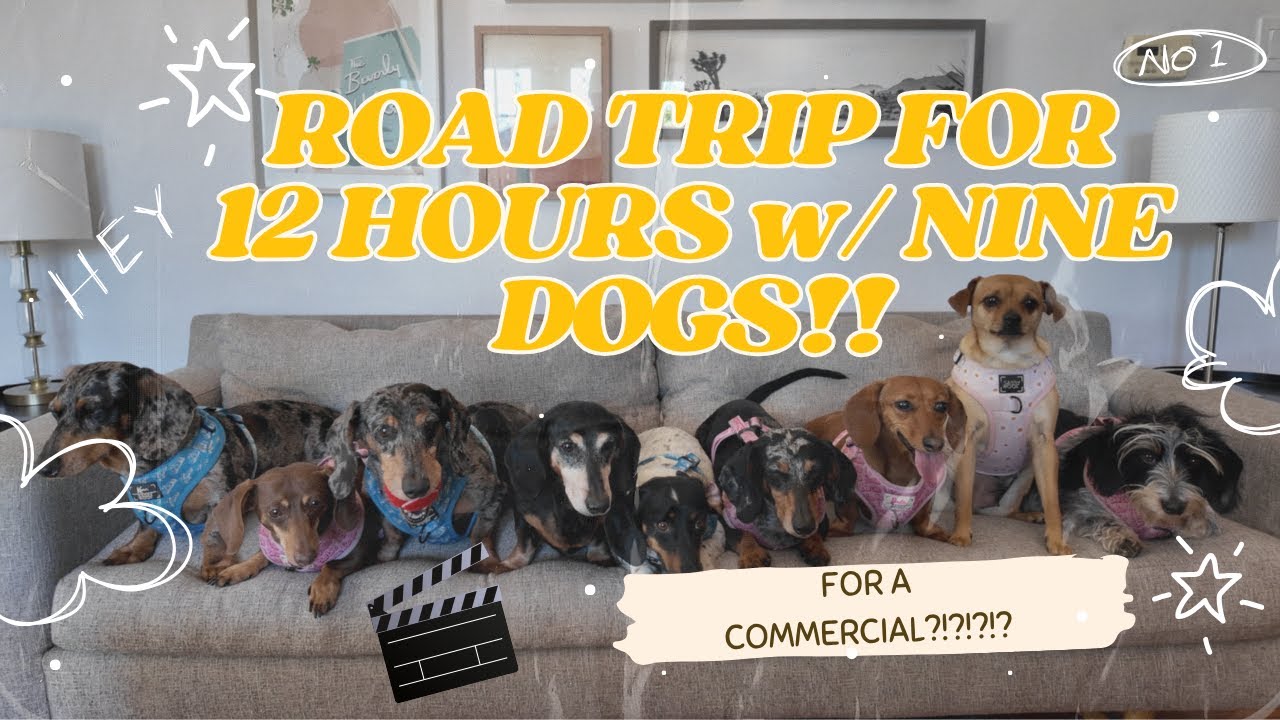 I DROVE 12 HOURS TO SHOOT A COMMERCIAL WITH MY 9 DOGS!!!!!!