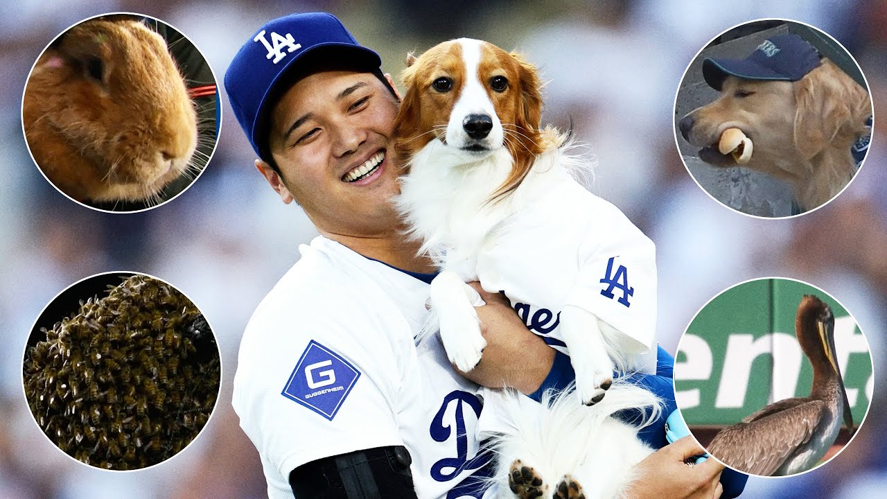 Dogs, cats, bees, rabbits, birds and MORE ANIMALS that visited baseball stadiums in 2024!