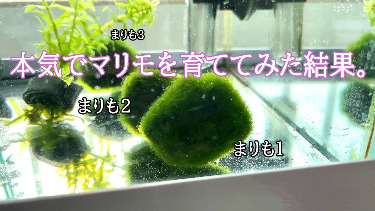 ２年間本気でまりもを育ててみたら、予想以上に大きくなりました。