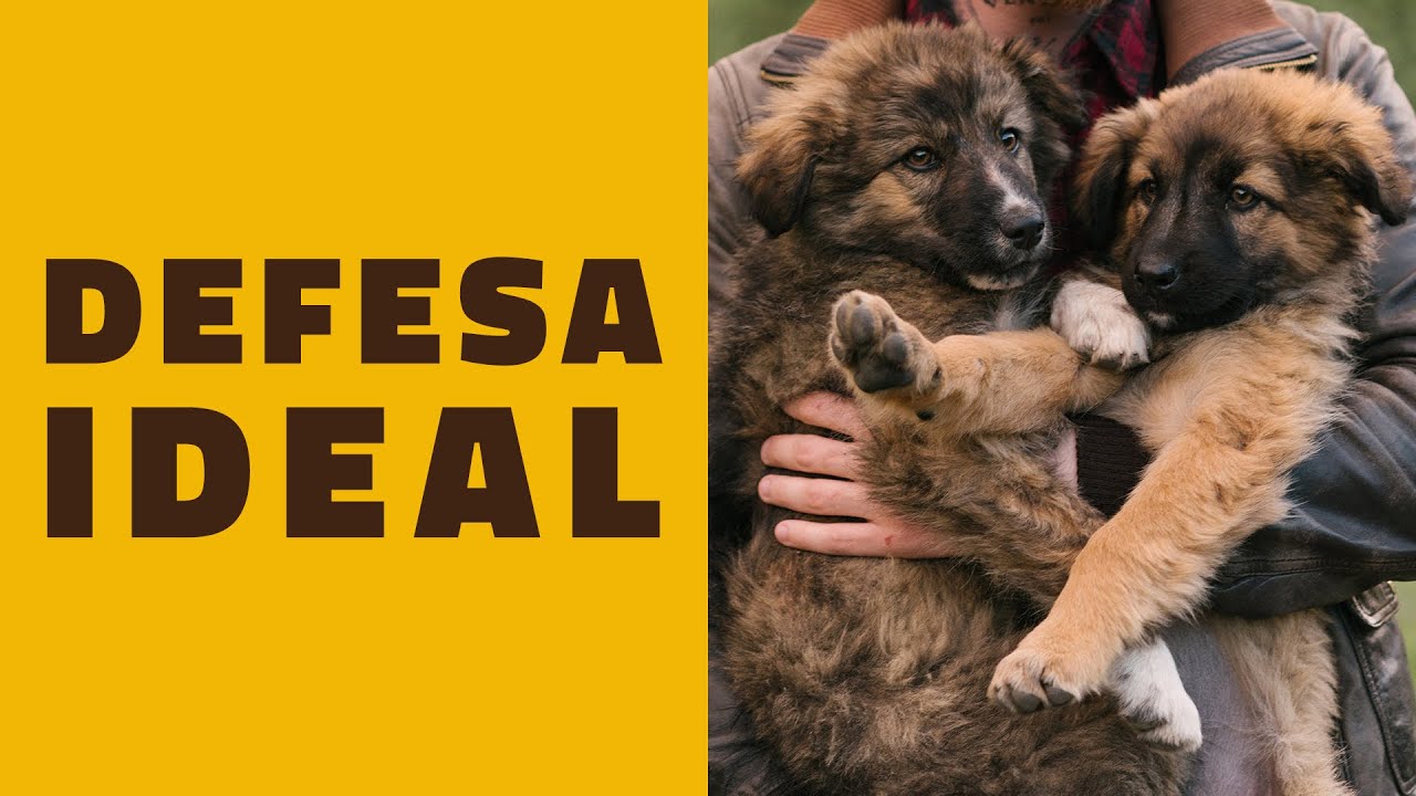 Como escolher o CÃO DE DEFESA ideal?