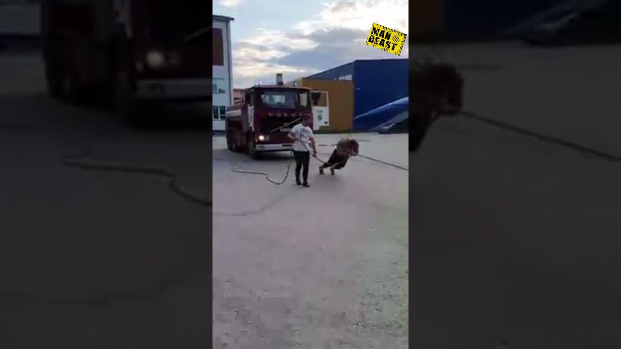 23 tonne VOLVO truck pull WSM contender Ervin Toots - MAN VS TRUCK
