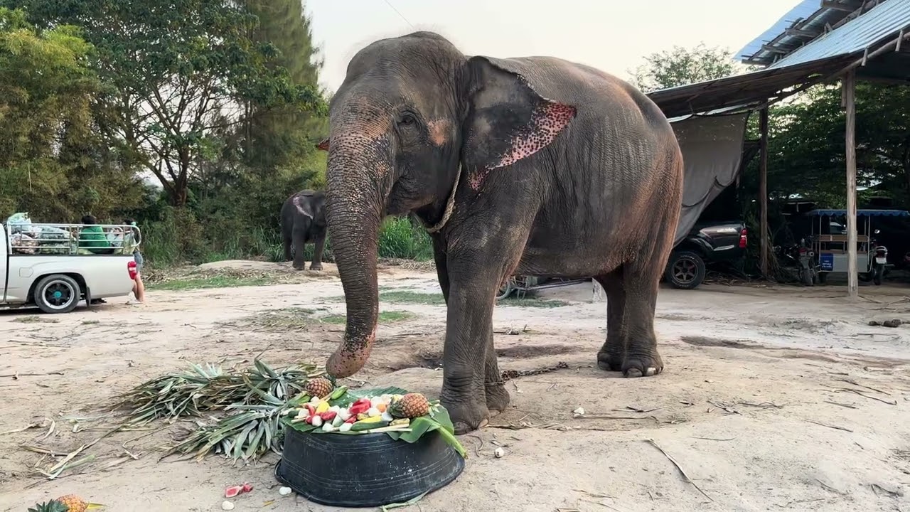 ขอบคุณแม่ๆพ่อๆทุกท่านนะคะที่เอ็นดูน้องไข่มุก🐘🎁🎉🎂🥰  #พังปิ่นทอง  #elephant  #ช้าง  #พลายบัวขาว  