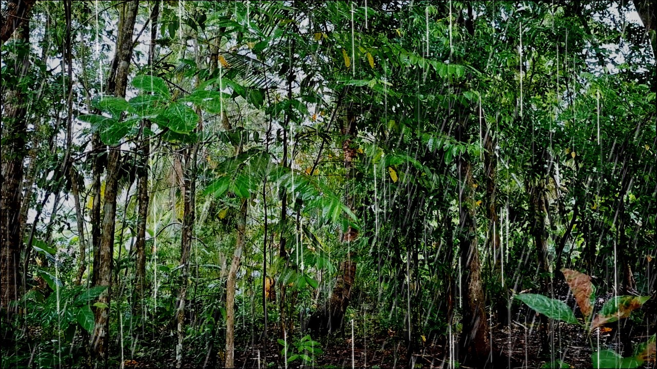 Drops and Sounds of Heavy Rain in a Forest to Accompany Your Sleep and Rest