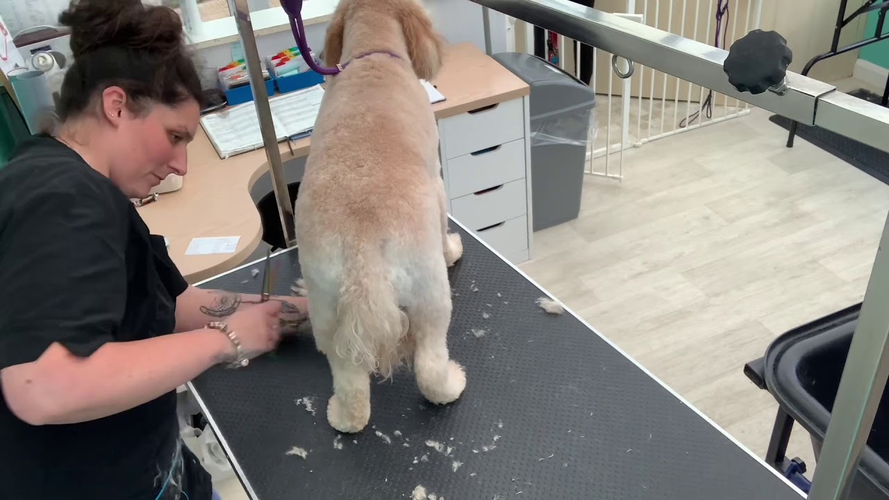 FULL GROOM On a COCKERPOO. Pet Groom. HAIRY HOUNDS. Dog Grooming UK. Cockapoo.
