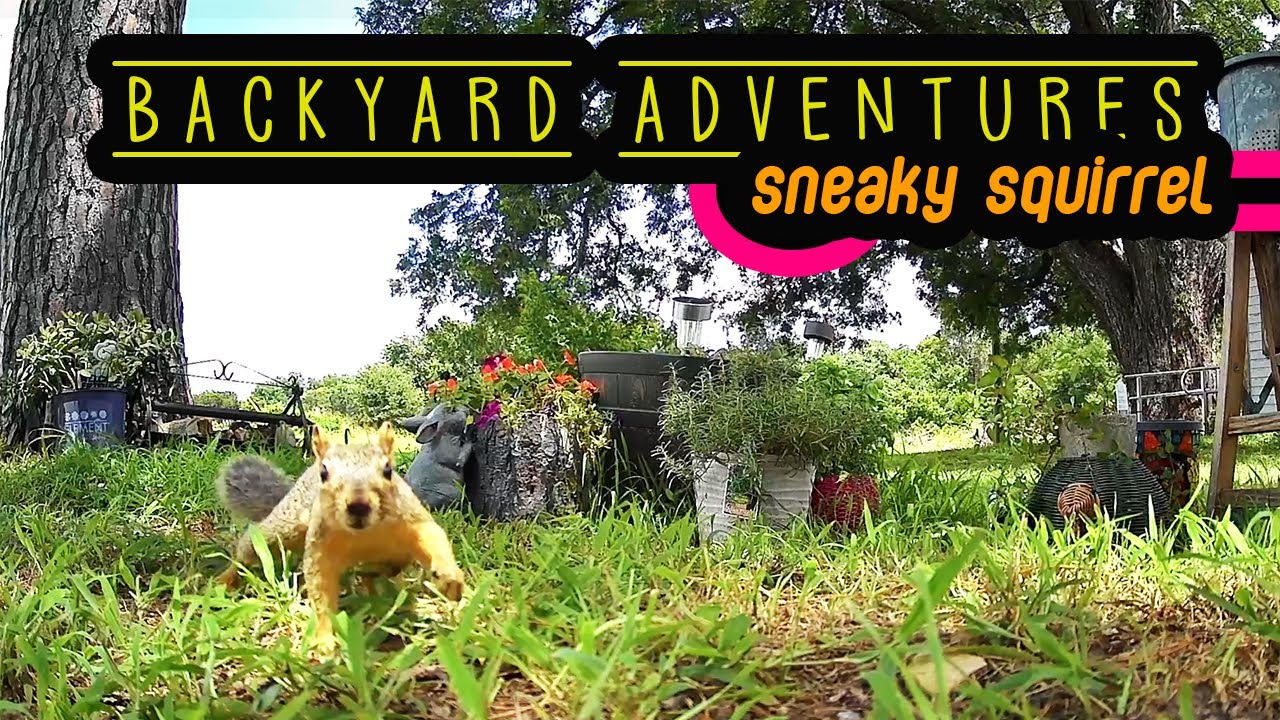 Backyard Adventures | Sneaky Squirrel