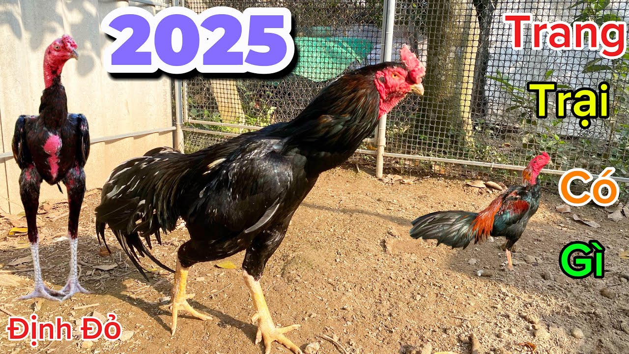 Tổng Kết Năm 2025 Trang Trại Có Những Gì - Cùng Đi Thăm Tổng Thể Một Vòng Trang Trại | Định Đỏ
