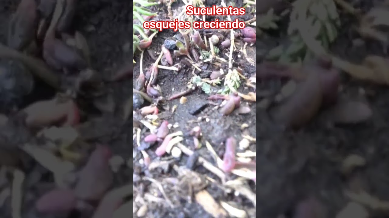#planta #suculentas #siemprevivas #sedum #macetas #cactus #plantasdecasa #plantadeinterior #flores