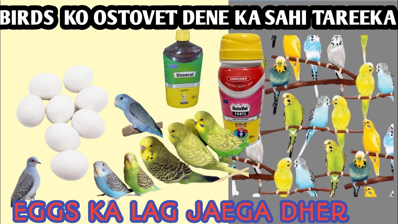 Ostovet & Vimerel बजरी तोतों के अंडे ज़्यादा लेने है तो इस तरह दो कैल्शियम!