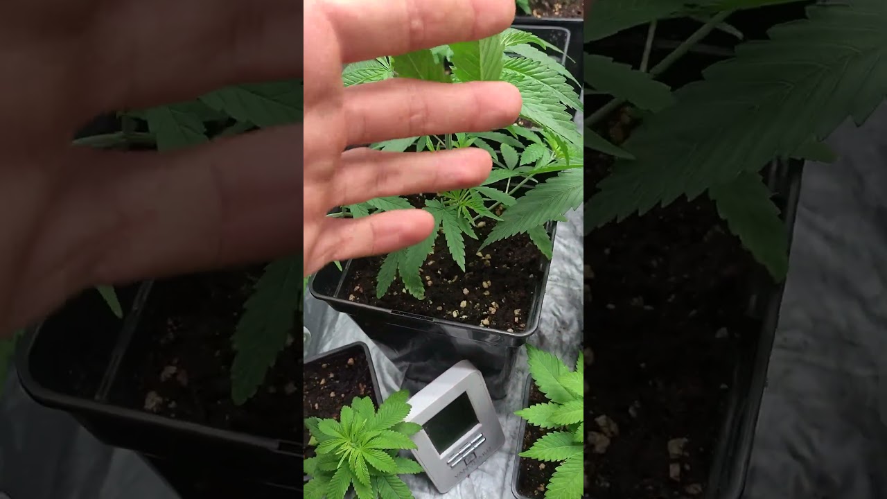 primeras podas apicales #seguimiento #cannabiseducation #semillapropia #apical #deeptopia