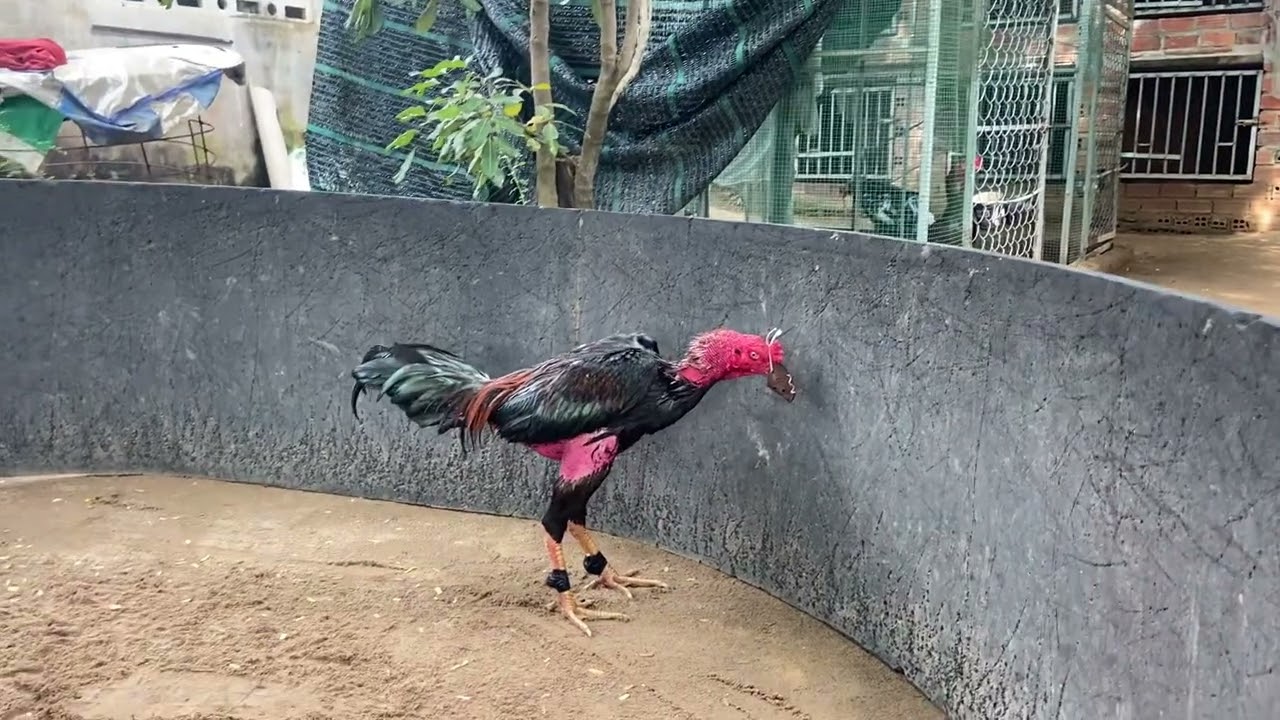 Ngày 12/11/2025.nữa mỏ gà 2.9kg. 