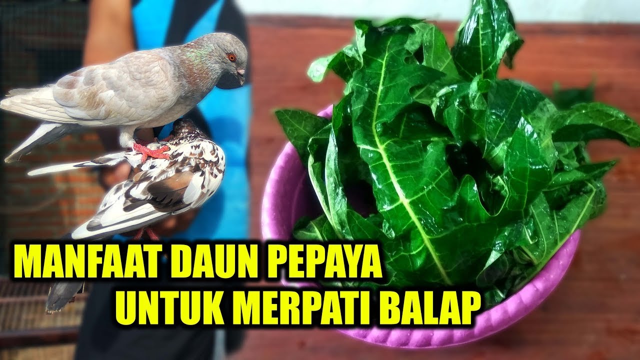 Manfaat Daun Pepaya untuk Merpati Balap - ( Beserta Cara Pengolahannya )