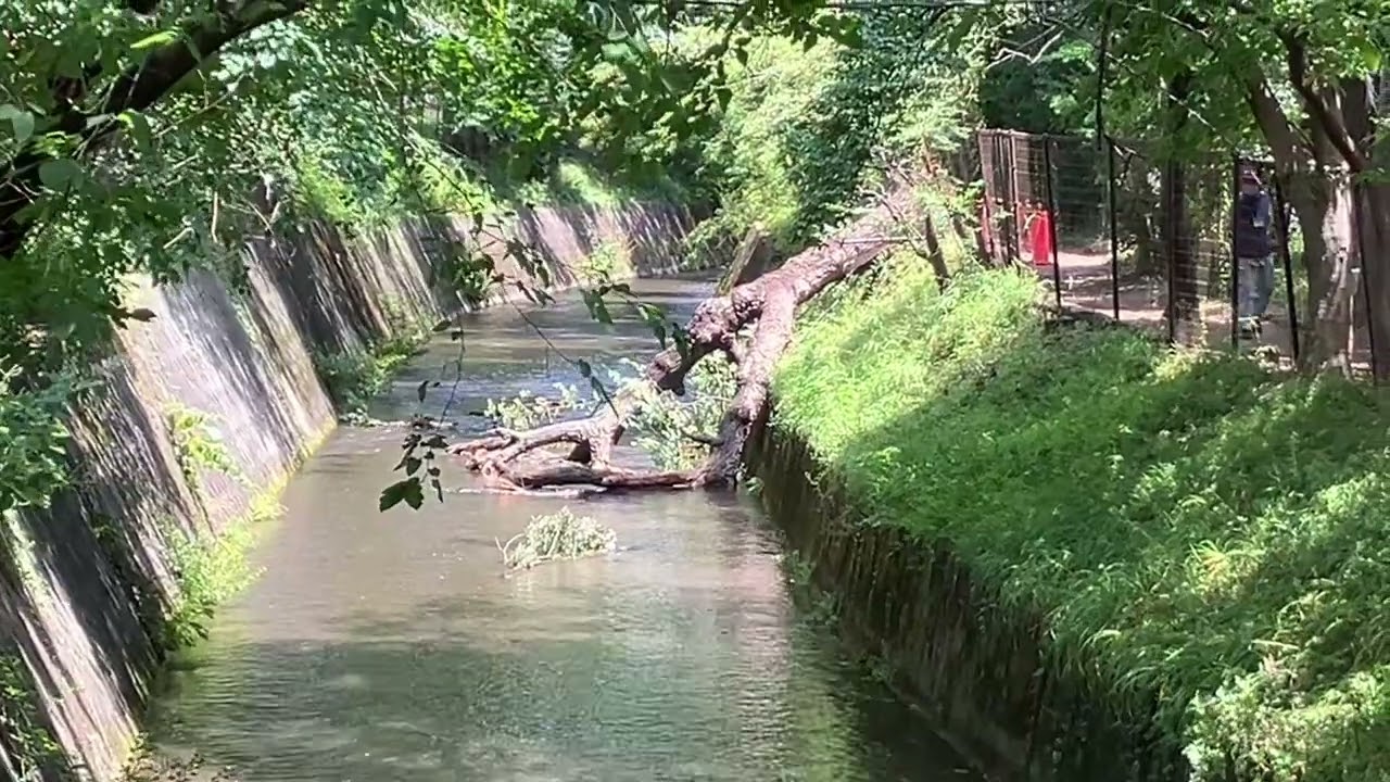 玉川上水散策（その2）《34》
