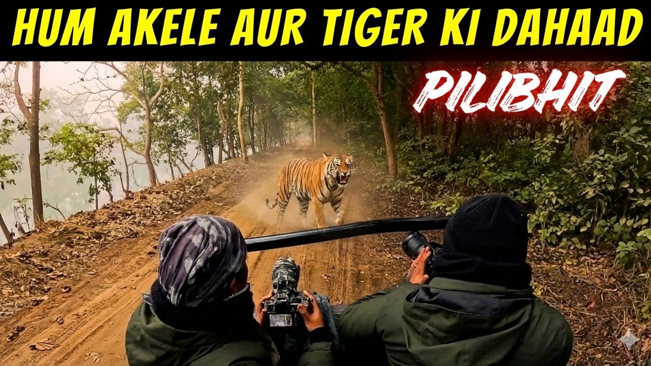 TIGER GROWLS NEXT TO US IN PILIBHIT JUNGLE SAFARI | BEST ZONE IN PILIBHIT