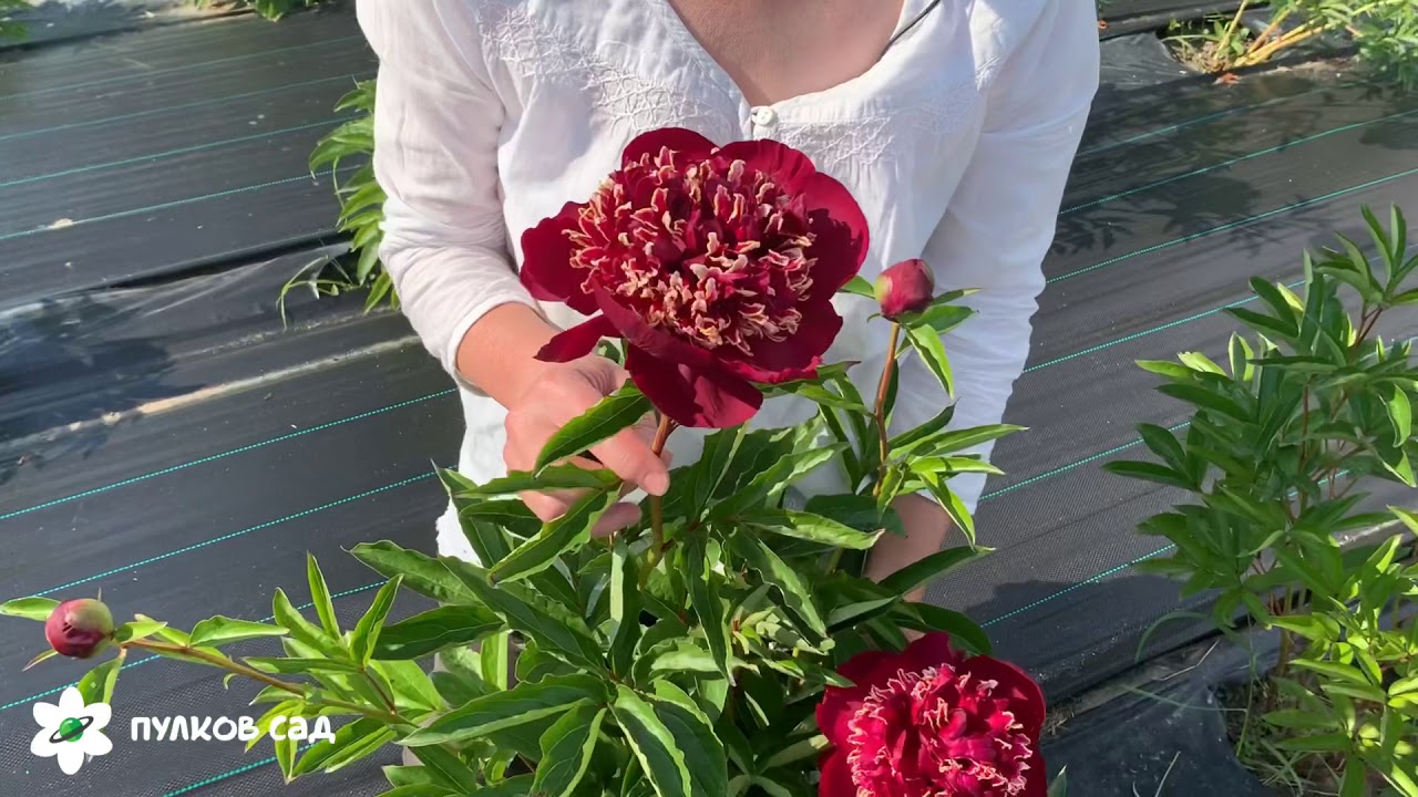 Don Richardson peony. Дон Ричардсон пион. Пулков сад