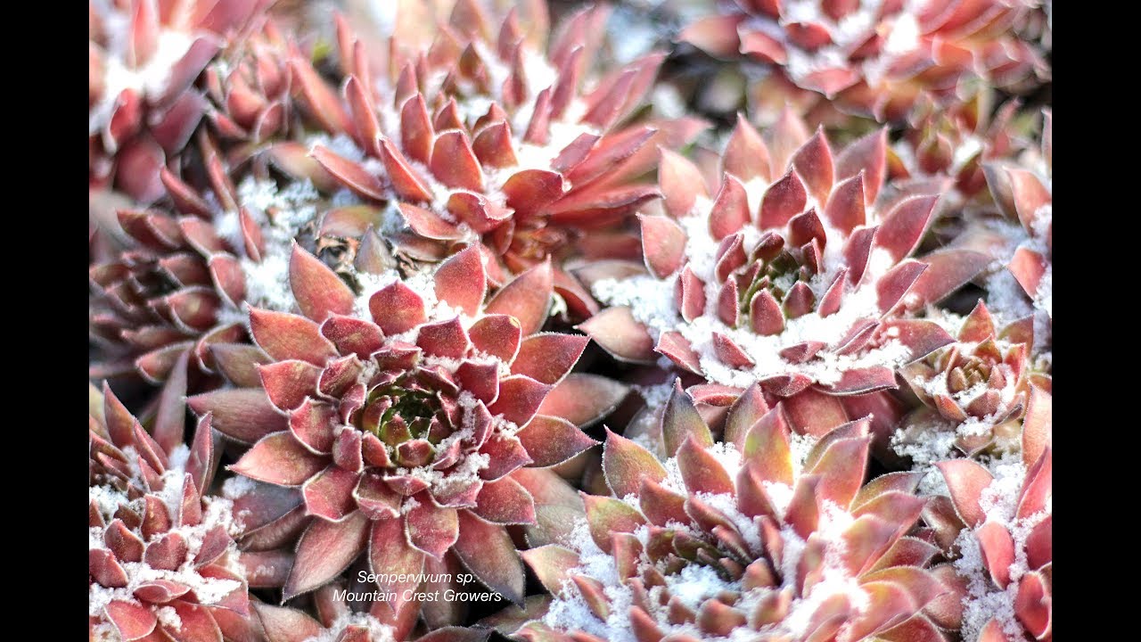 Succulents for Northerly Climates Part 1: Sempervivums #coldsucculents #hardysucculents #sempervivum