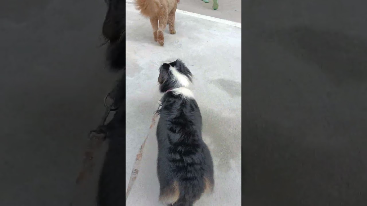 Doggies playing,while walking for astro together with friends,this is also the surrounding guy's.