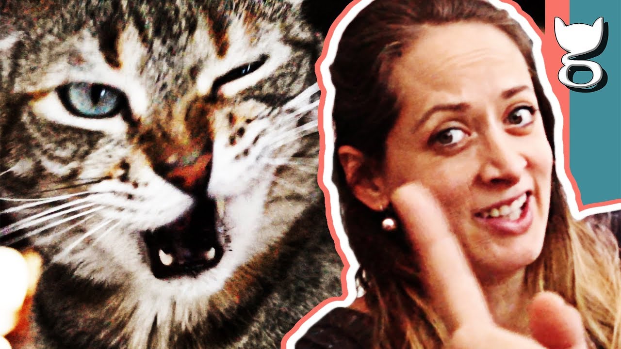 CÓMO HACER QUE MI GATO ME QUIERA | 5 PASOS SENCILLOS