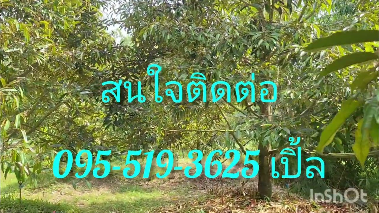 Ep.97 สวนทุเรียนระยอง อายุ5-6ปี พิกัด ต.เนินฆ้อ อ.แกลง ระยอง @pp3376