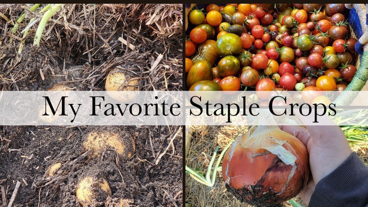 Staple Crops I Grow in my Vermont Potager