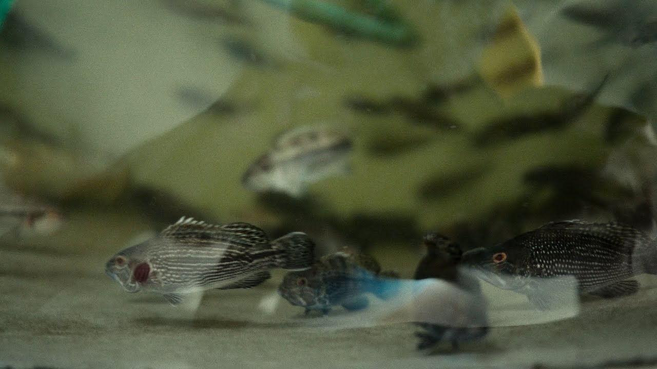 Larviculture Explained, Inside UNCW&rsquo;s Aquaculture Facility (Dr. Wade Watanabe)