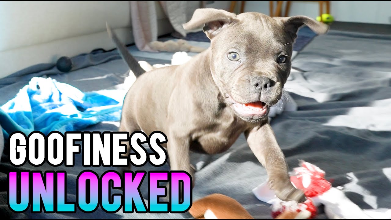 Chaos to Comfort: A Puppy's New Home Adventures