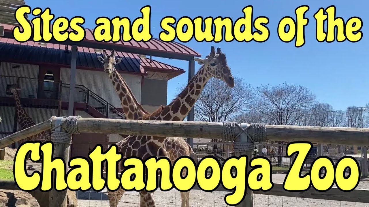 Chattanooga Zoo - Full Tour 2025