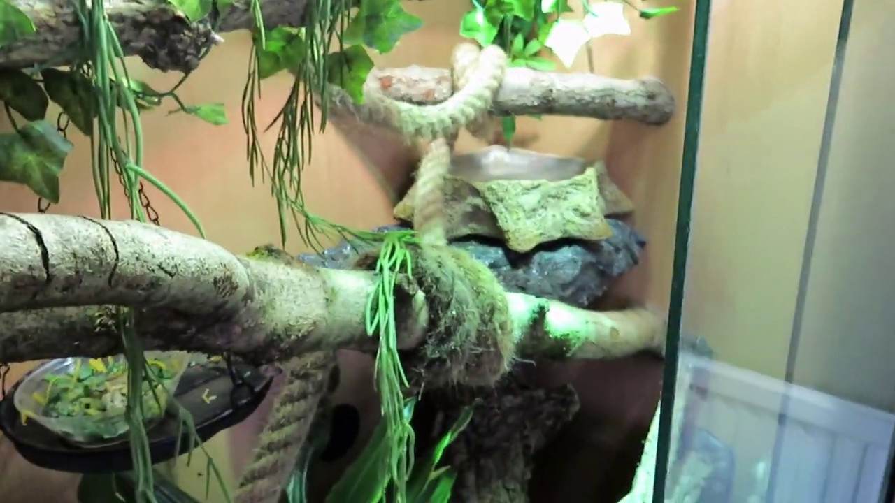 Iguana vivarium